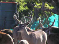 White-Tailed Deer (Odocoileus virginianus) - 155