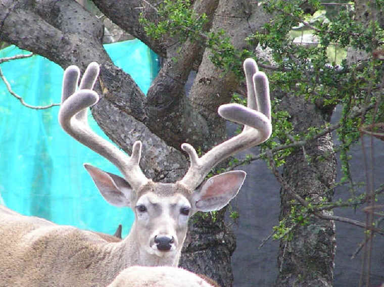 White-Tailed Deer (Odocoileus virginianus) - 156
