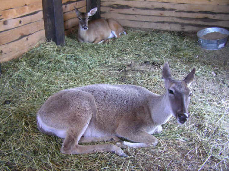 White-Tailed Deer (Odocoileus virginianus) - 157