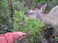 White-Tailed Deer (Odocoileus virginianus) - 158