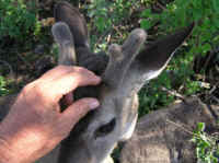 White-Tailed Deer (Odocoileus virginianus) - 161