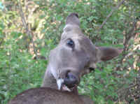 White-Tailed Deer (Odocoileus virginianus) - 162