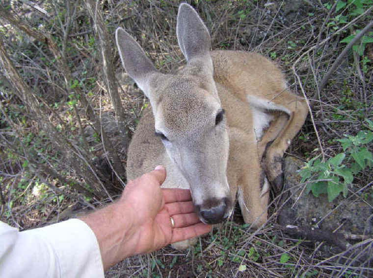 White-Tailed Deer (Odocoileus virginianus) - 163