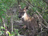 White-Tailed Deer (Odocoileus virginianus) - 164