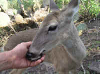 White-Tailed Deer (Odocoileus virginianus) - 165