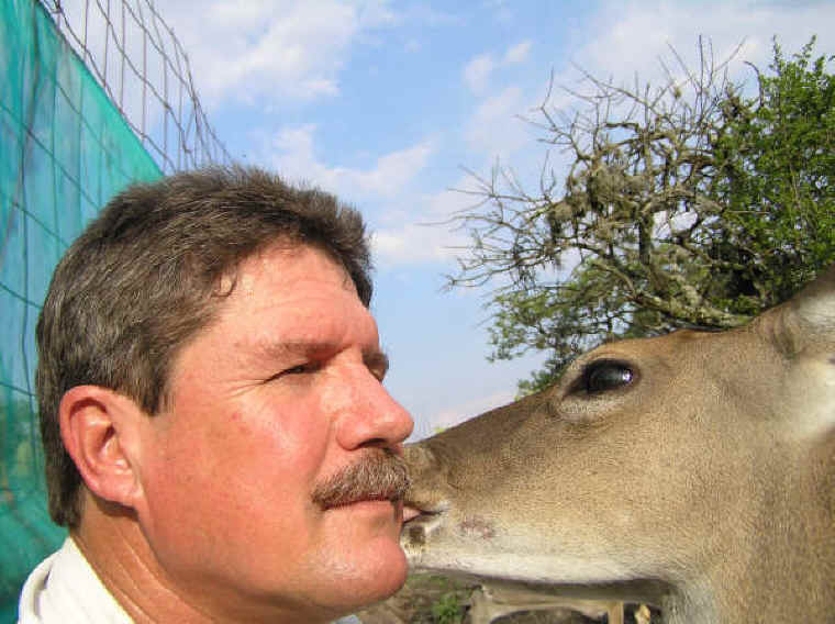 White-Tailed Deer (Odocoileus virginianus) - 167