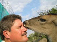 White-Tailed Deer (Odocoileus virginianus) - 168