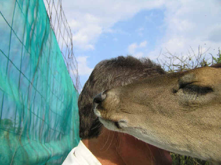 White-Tailed Deer (Odocoileus virginianus) - 169