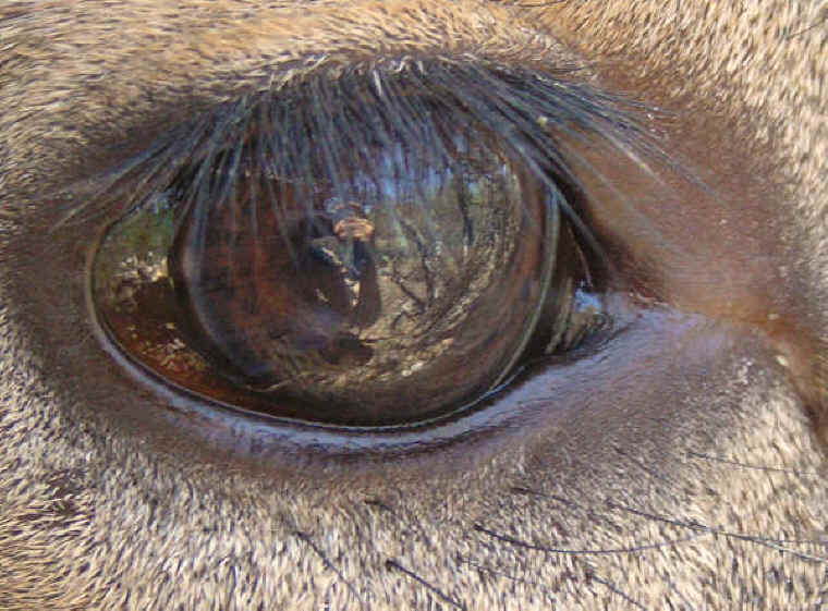 White-Tailed Deer (Odocoileus virginianus) - 172