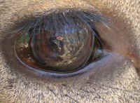 White-Tailed Deer (Odocoileus virginianus) - 172