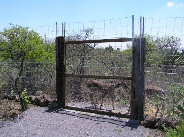 White-Tailed Deer (Odocoileus virginianus) - 173