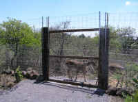 White-Tailed Deer (Odocoileus virginianus) - 173