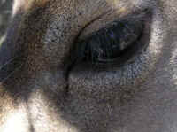 White-Tailed Deer (Odocoileus virginianus) - 174