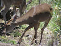 White-Tailed Deer (Odocoileus virginianus) - 175