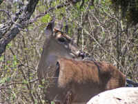 White-Tailed Deer (Odocoileus virginianus) - 176