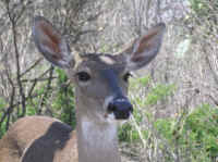 White-Tailed Deer (Odocoileus virginianus) - 177
