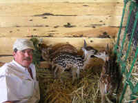 White-Tailed Deer (Odocoileus virginianus) - 178