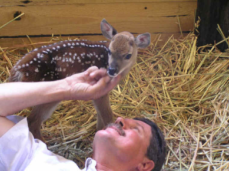 White-Tailed Deer (Odocoileus virginianus) - 179