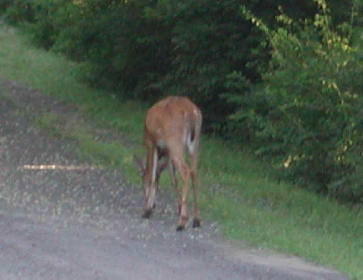 White-Tailed Deer (Odocoileus virginianus) - 18