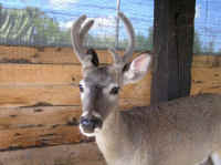 White-Tailed Deer (Odocoileus virginianus) - 182