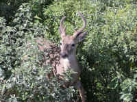 White-Tailed Deer (Odocoileus virginianus) - 184