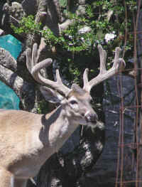 White-Tailed Deer (Odocoileus virginianus) - 186