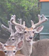 White-Tailed Deer (Odocoileus virginianus) - 188