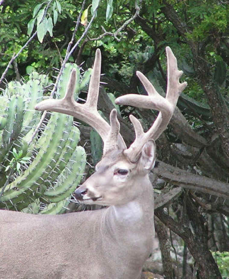 White-Tailed Deer (Odocoileus virginianus) - 190