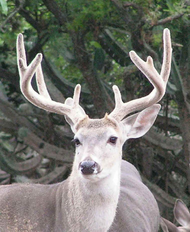 White-Tailed Deer (Odocoileus virginianus) - 192