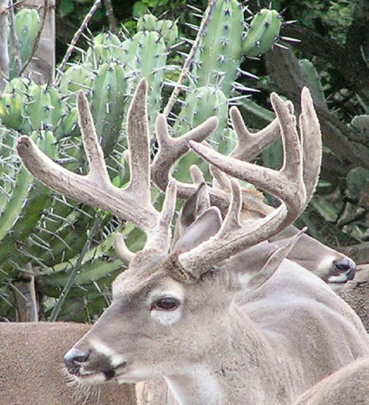 White-Tailed Deer (Odocoileus virginianus) - 193
