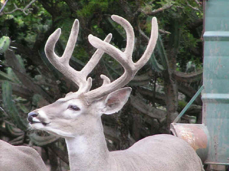 White-Tailed Deer (Odocoileus virginianus) - 194