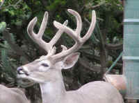 White-Tailed Deer (Odocoileus virginianus) - 194