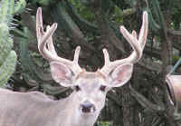 White-Tailed Deer (Odocoileus virginianus) - 195