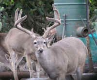 White-Tailed Deer (Odocoileus virginianus) - 197