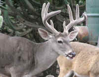 White-Tailed Deer (Odocoileus virginianus) - 198
