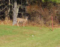 White-Tailed Deer (Odocoileus virginianus) - 206