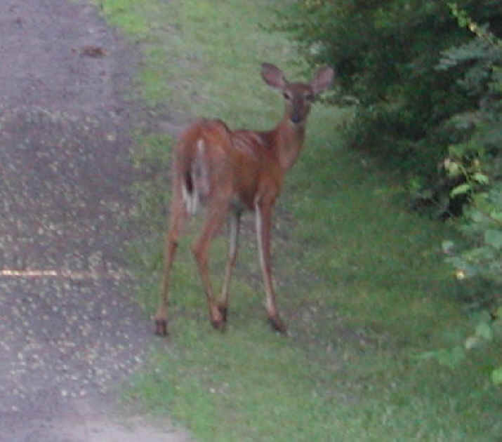 White-Tailed Deer (Odocoileus virginianus) - 21