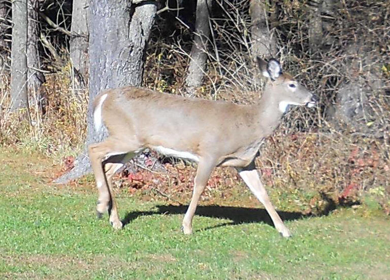 White-Tailed Deer (Odocoileus virginianus) - 210