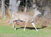 White-Tailed Deer (Odocoileus virginianus) - 210