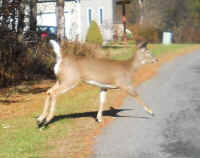 White-Tailed Deer (Odocoileus virginianus) - 211