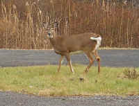 White-Tailed Deer (Odocoileus virginianus) - 212