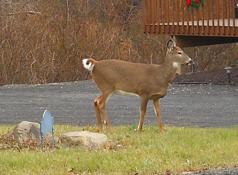 White-Tailed Deer (Odocoileus virginianus) - 213