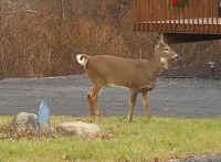 White-Tailed Deer (Odocoileus virginianus) - 213