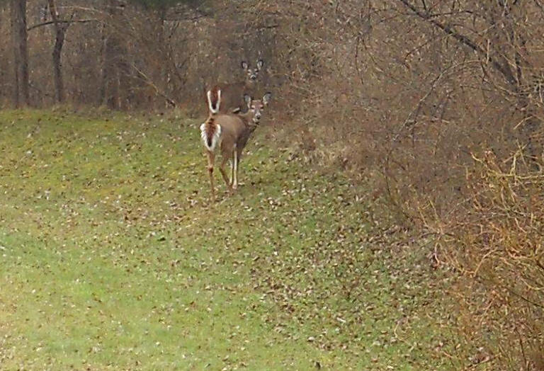 White-Tailed Deer (Odocoileus virginianus) - 214