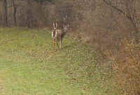 White-Tailed Deer (Odocoileus virginianus) - 214