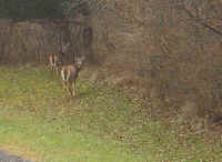 White-Tailed Deer (Odocoileus virginianus) - 215