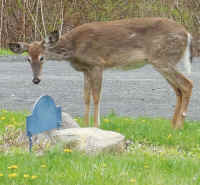 White-Tailed Deer (Odocoileus virginianus) - 216