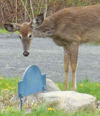 White-Tailed Deer (Odocoileus virginianus) - 216a