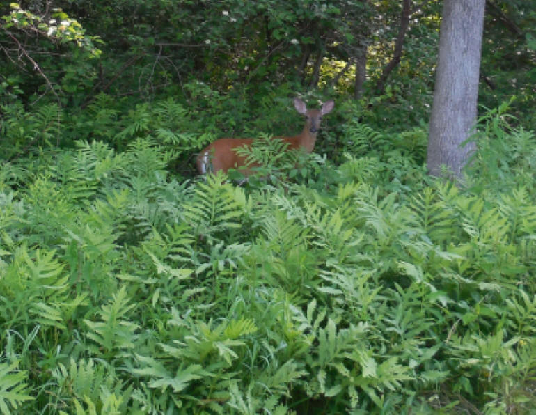 White-Tailed Deer (Odocoileus virginianus) - 217