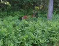White-Tailed Deer (Odocoileus virginianus) - 217